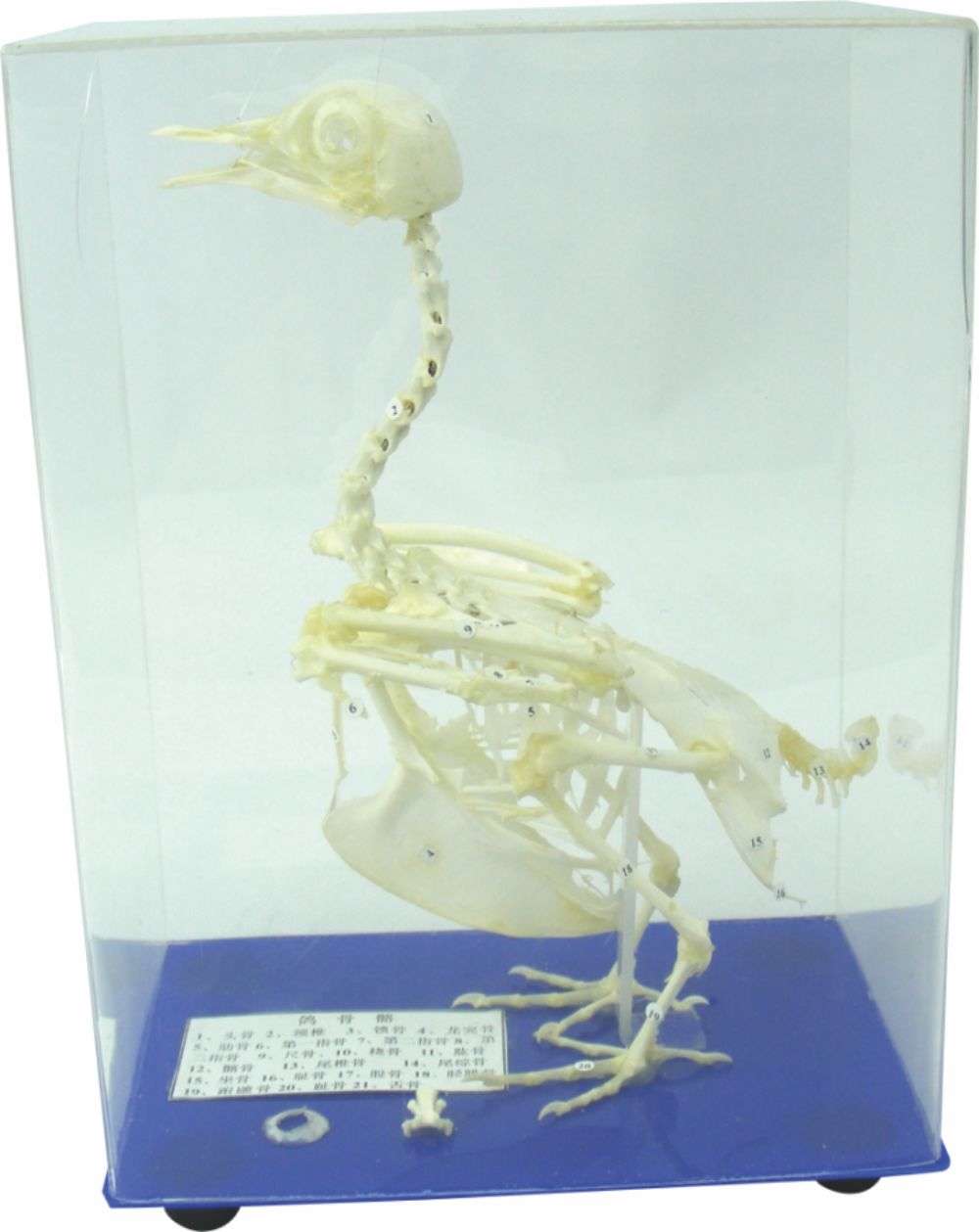 蒙檯(tai)梭利教具(ju) 鴿骨骼标本(ben)